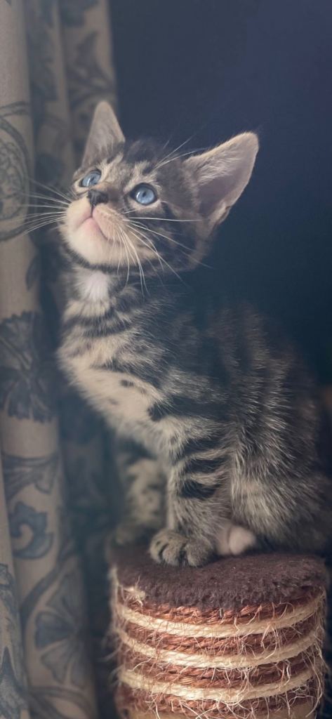 Beautiful Bengal x Maine coone kittens 