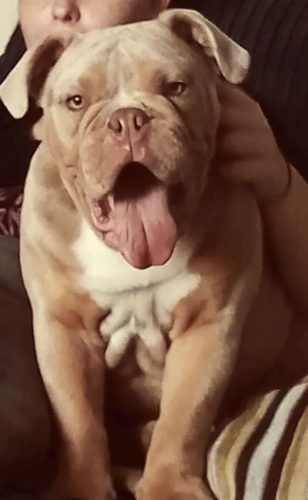 Old English Bulldog