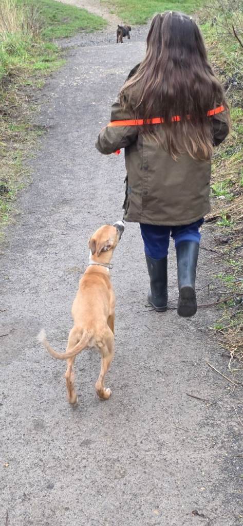 saluki whippet collie gray