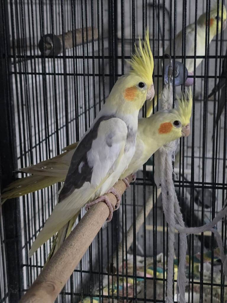 Cockatiel