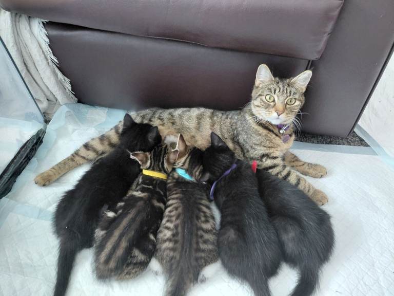 Kittens for sale