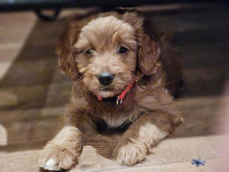 Cockapoo puppies 