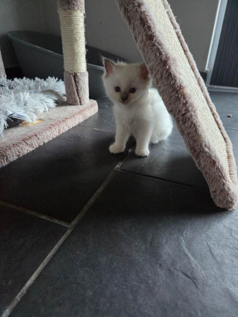 3 chunky ragdolls for sale
