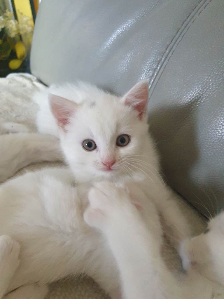 Kittens for Sale 