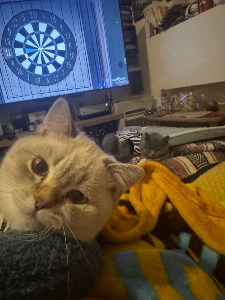 2 x 8 month old kittens