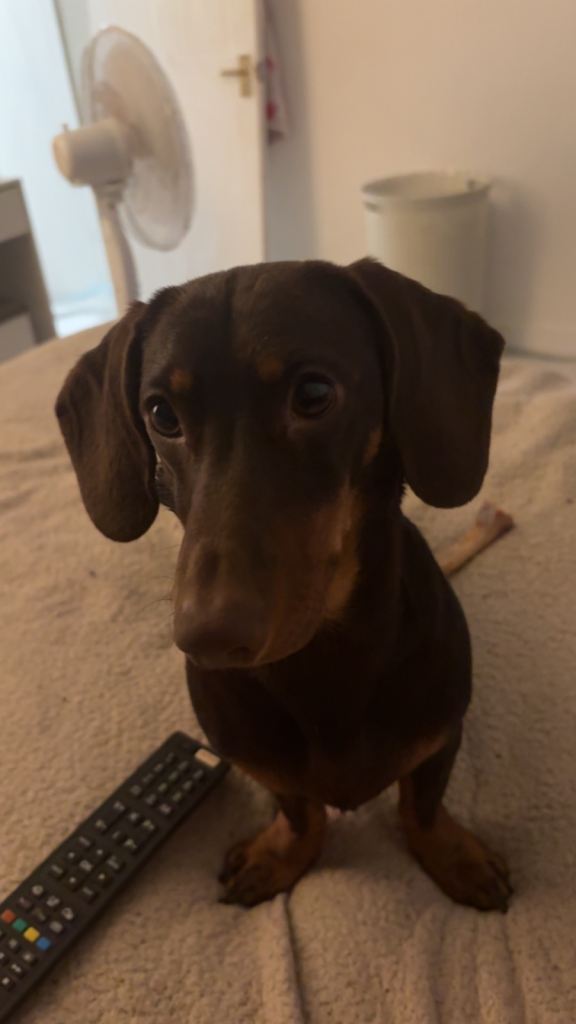Miniature dachshund 