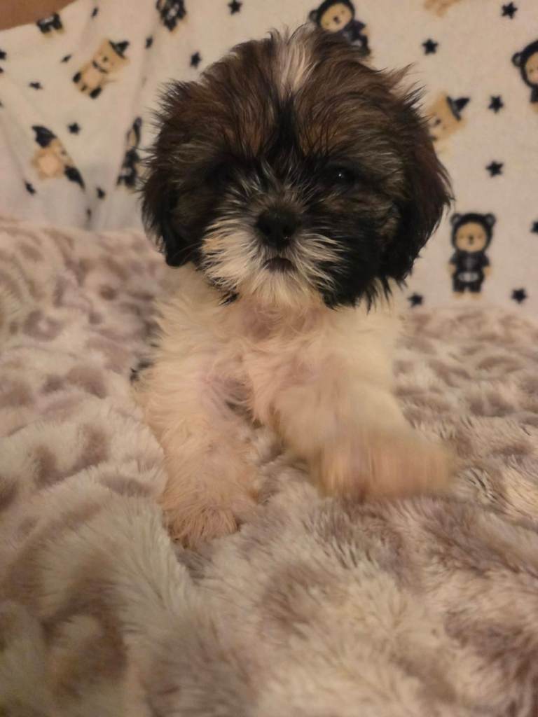 Adorable Shih Tzu Puppies