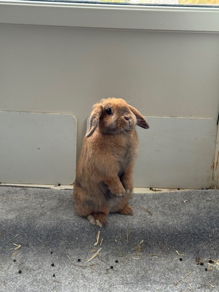 Mini loop Rabbit 
