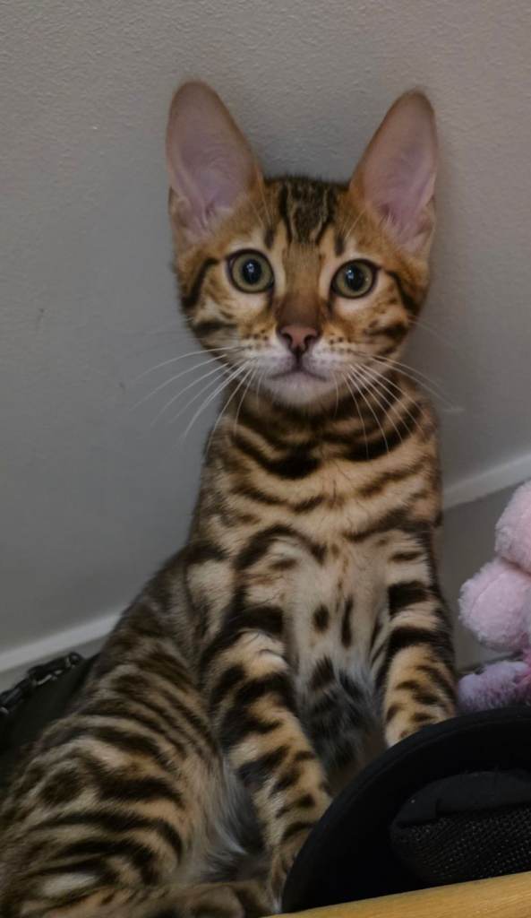 Bengal kitten