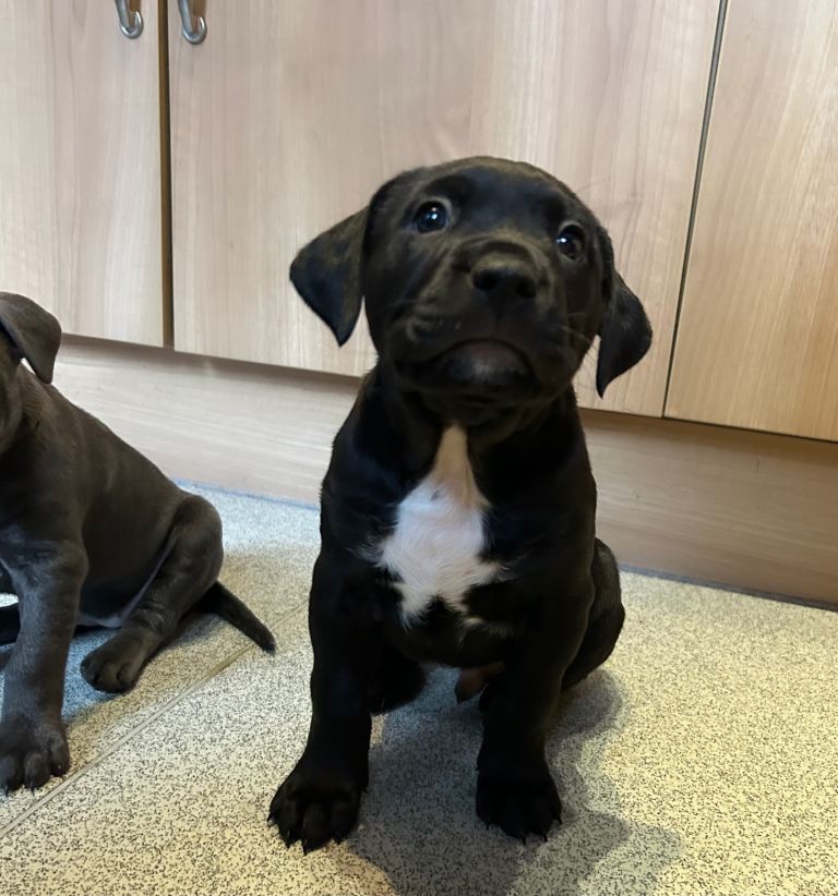 🐶 Staffy × Mastiff Puppies – Family Raised, Loving Homes Needed