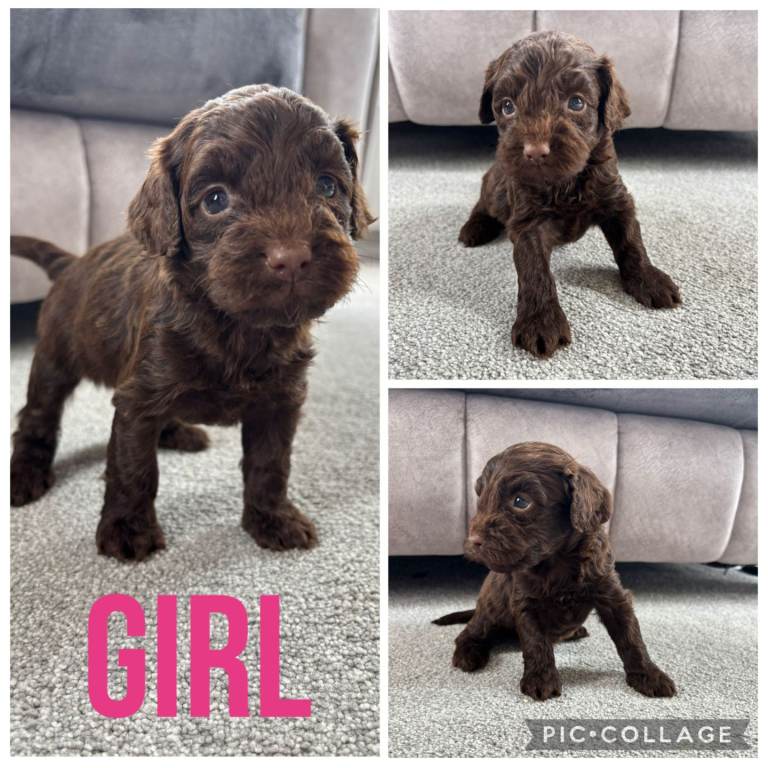 5 gorgeous cockapoo puppies 